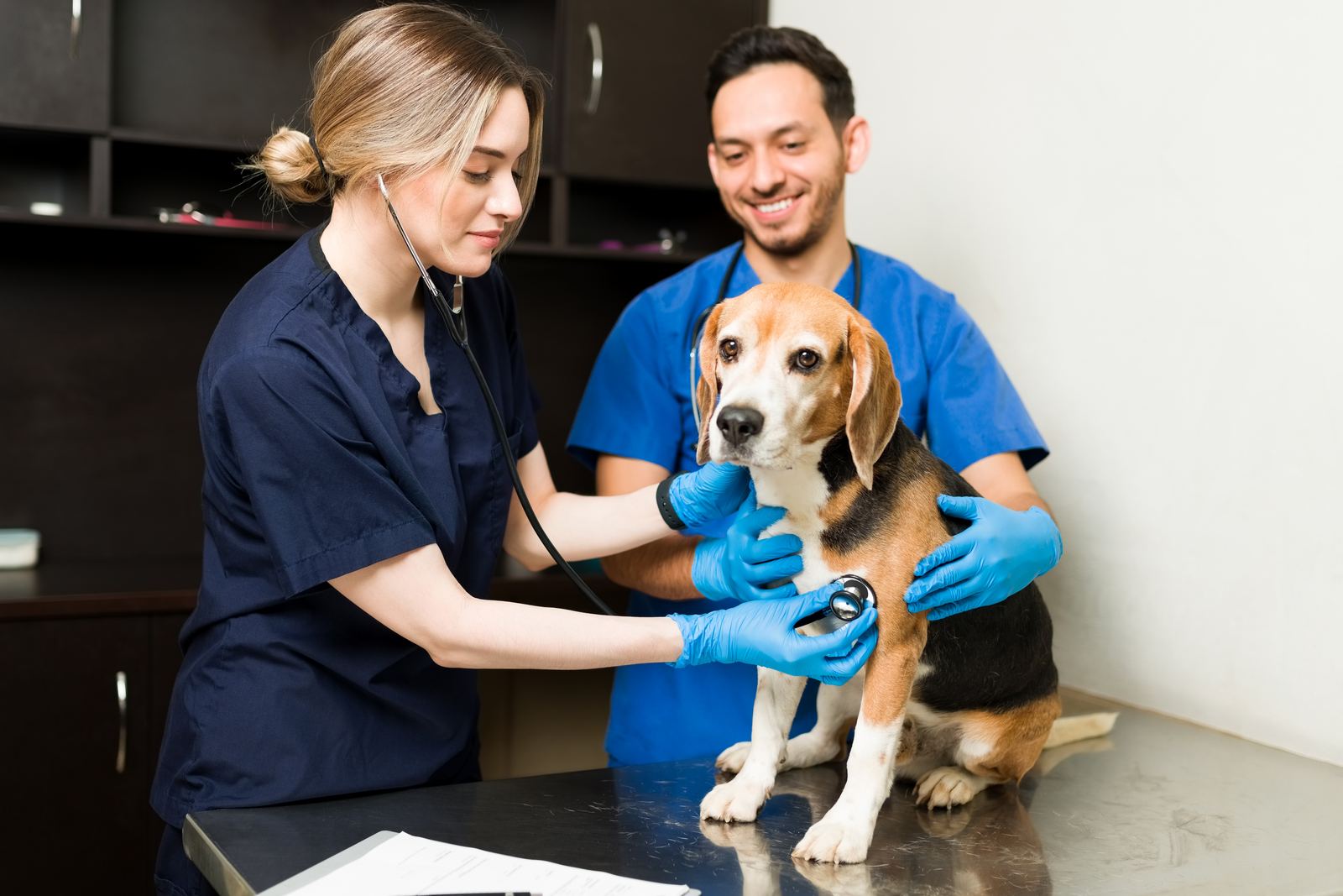 Equipo veterinario auscultando a un perro sobre la mesa de consulta